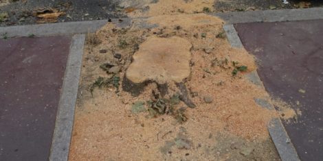 Lire la suite à propos de l’article Platanes abattus à Montrouge – Audit phytosanitaire