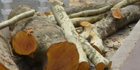 Lire la suite à propos de l’article Abattage des platanes : je poursuis le combat